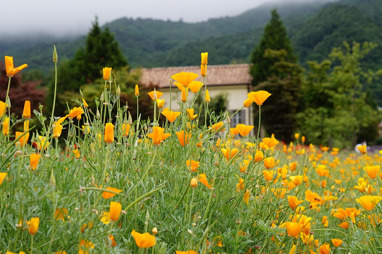 青年一派实名账号：招标代理平台怎么推进
